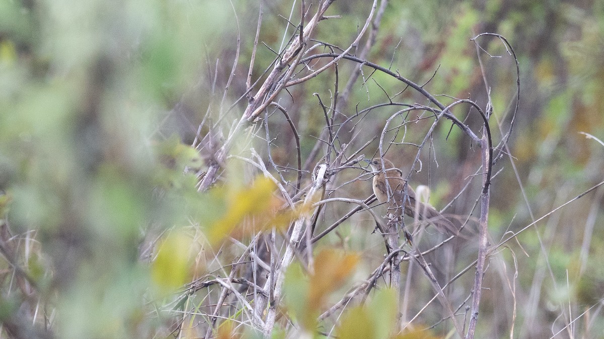 ウチワセッカ - ML650620716