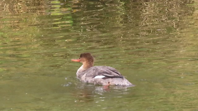 מרגון בינוני - ML650620814