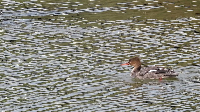 מרגון בינוני - ML650620904