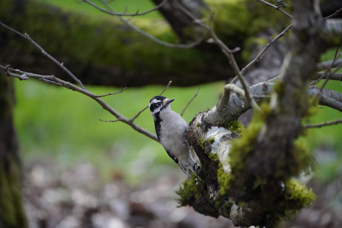 dunspett (gairdnerii/turati) - ML650621131