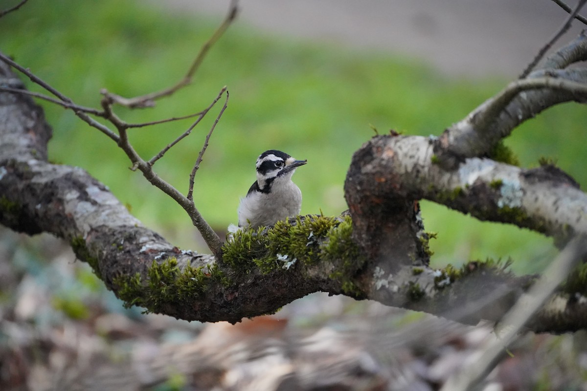 dunspett (gairdnerii/turati) - ML650621132