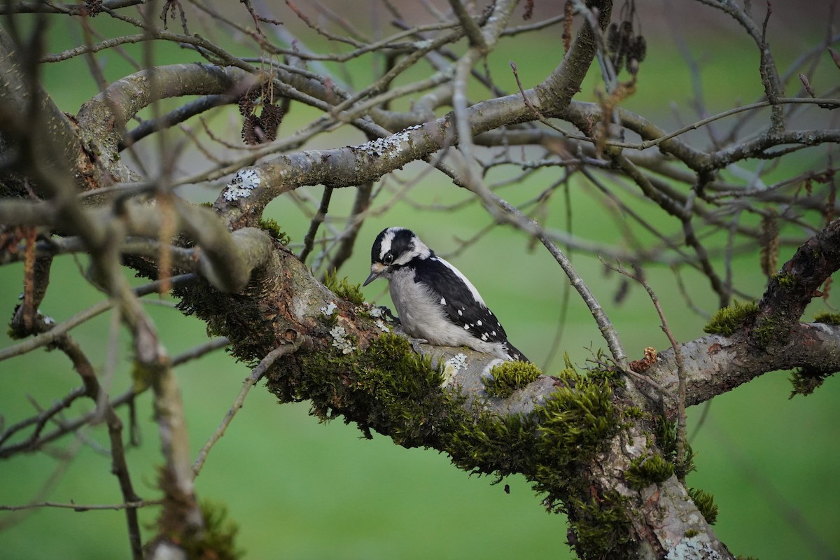 dunspett (gairdnerii/turati) - ML650621133