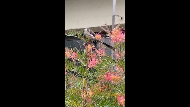 Western Wattlebird - ML650621156