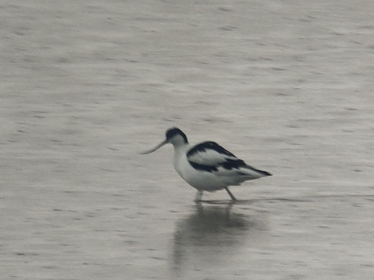 Pied Avocet - ML650621274
