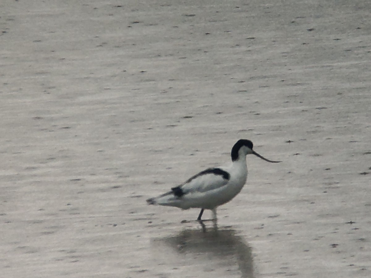 Pied Avocet - ML650621275