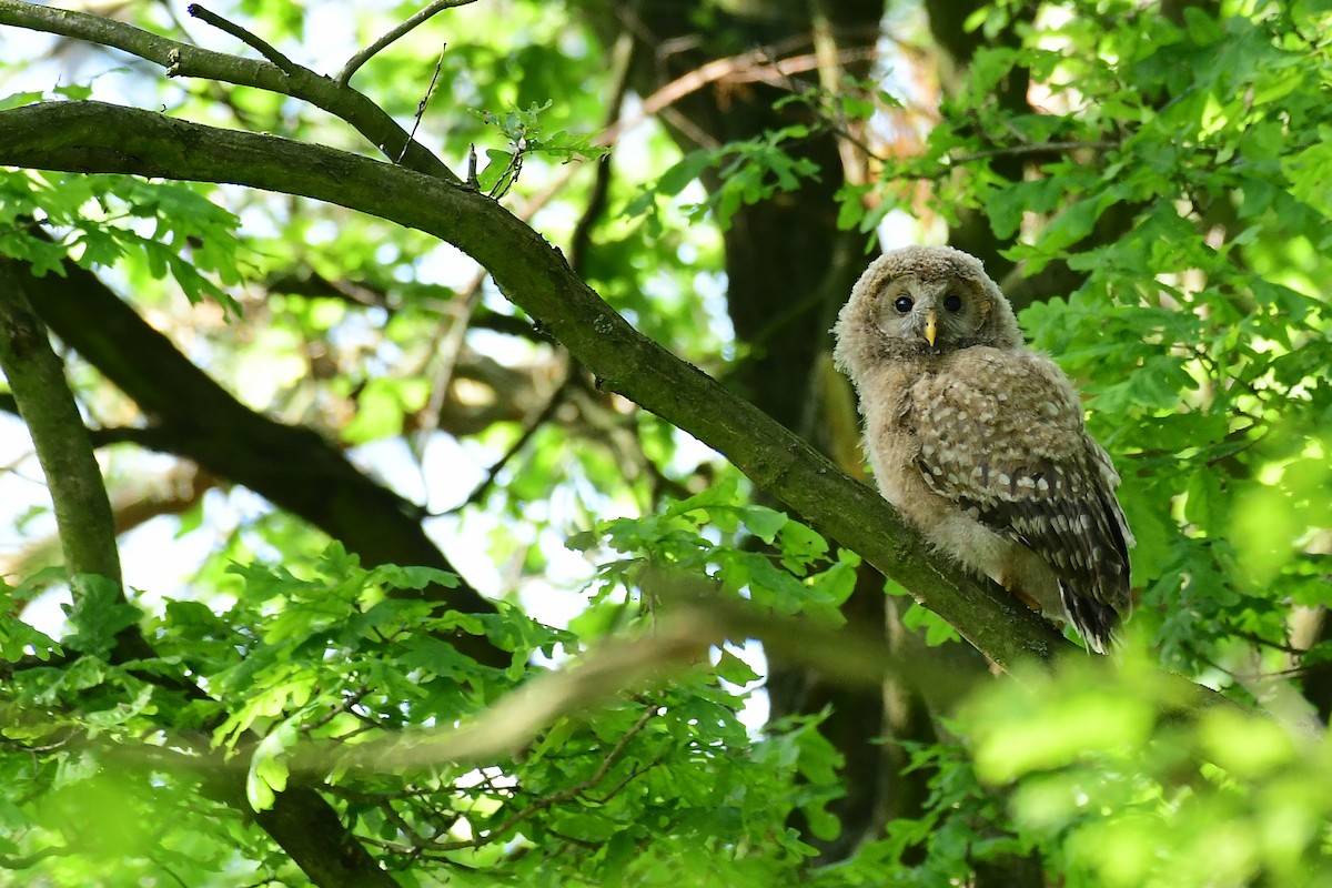 Allocco degli Urali - ML650621479