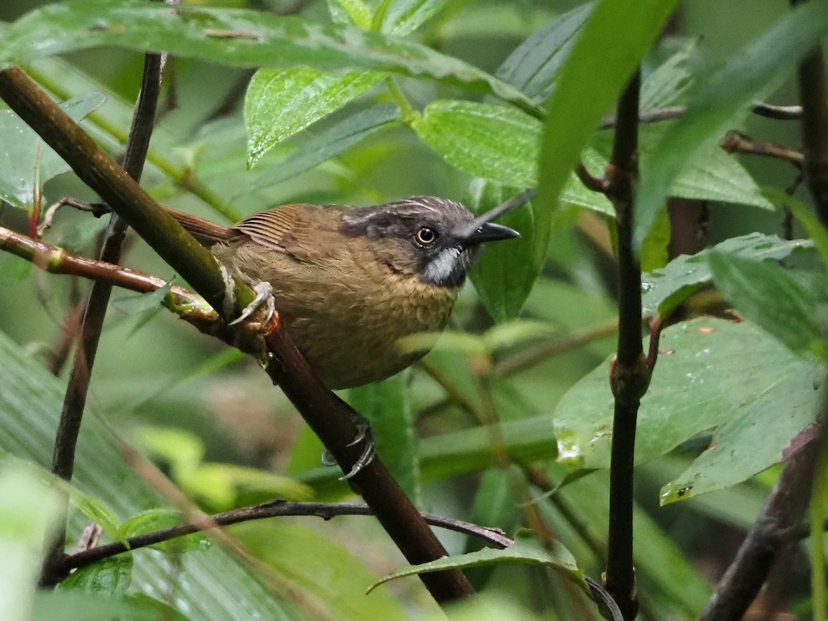 Gray-throated Babbler - ML650621587