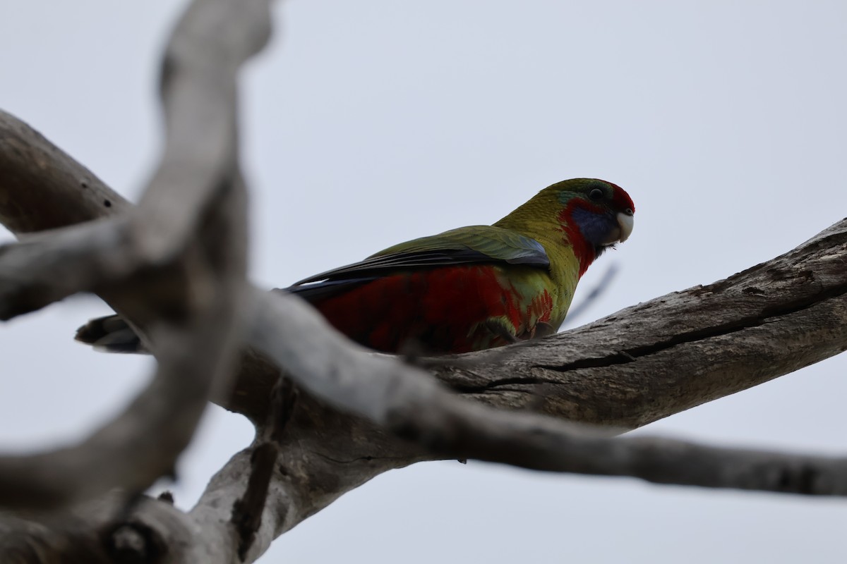 rosela Pennantova - ML650621599