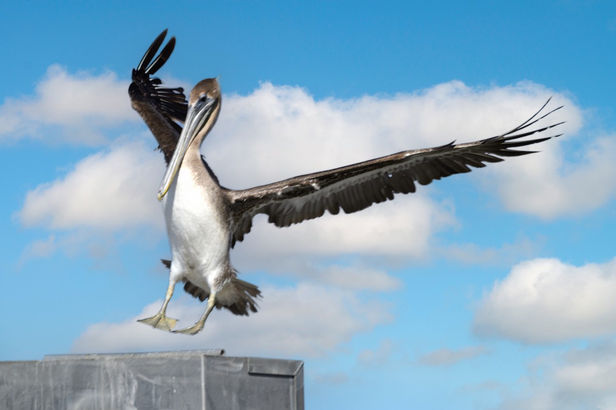 アメリカシロペリカン - ML650621617