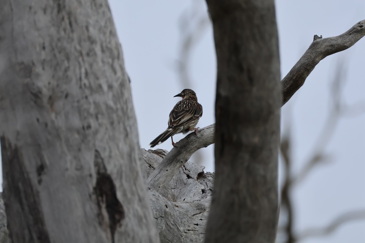 laločnatka jihoaustralská - ML650621621