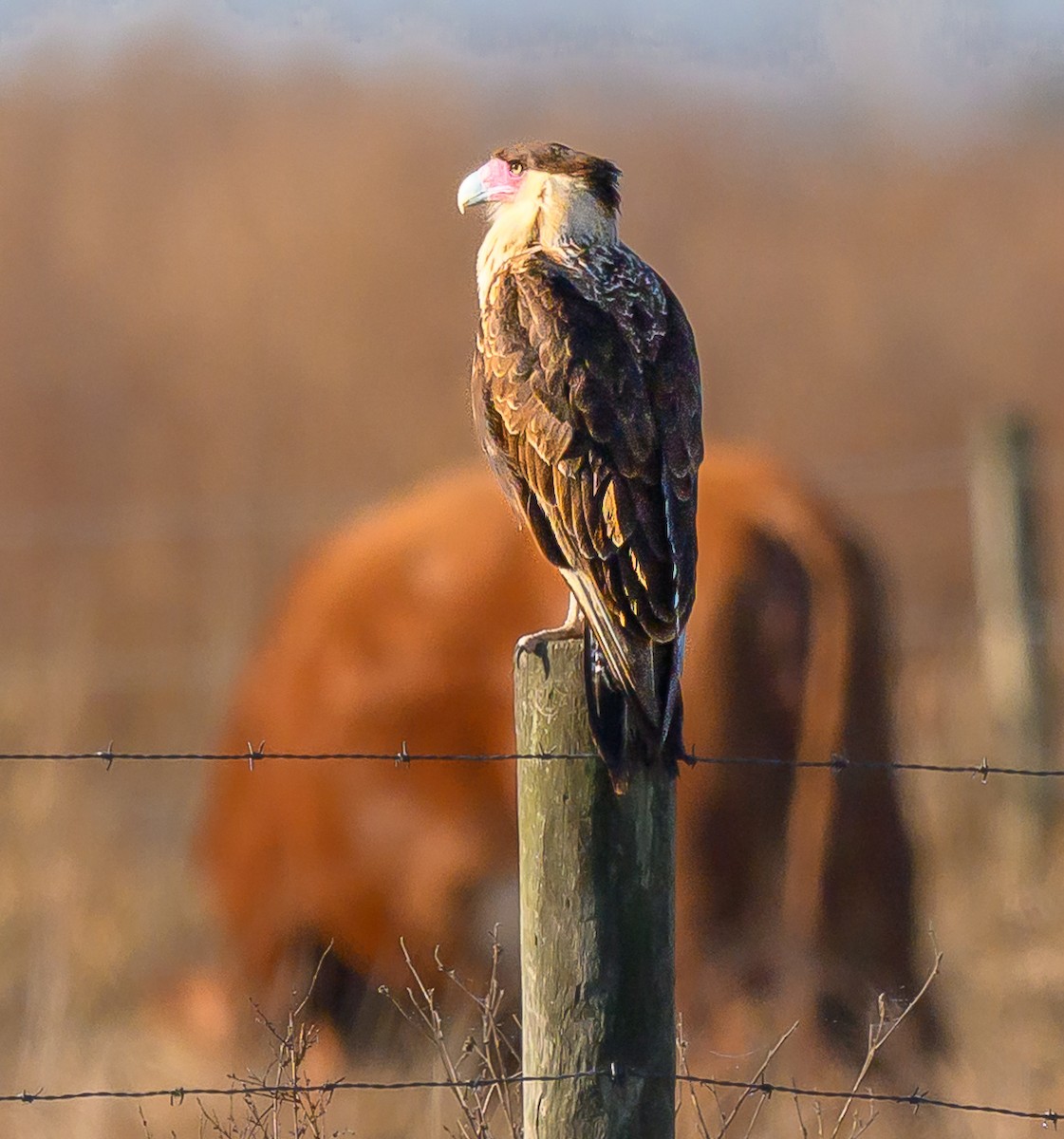 ミナミカラカラ - ML650621623