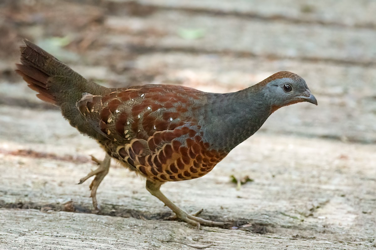 Taiwan Bamboo-Partridge - ML650621678