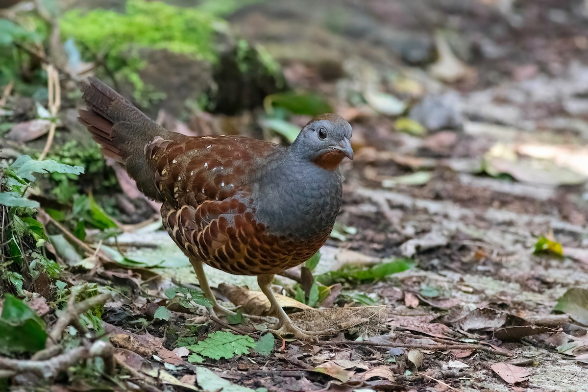 Taiwan Bamboo-Partridge - ML650621724