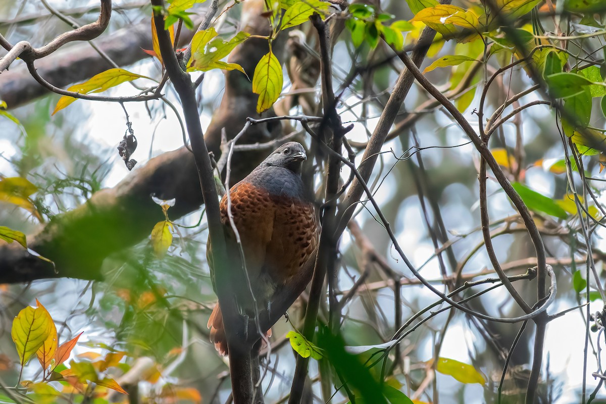 Taiwan Bamboo-Partridge - ML650621743