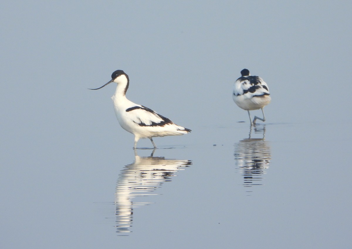 Pied Avocet - ML650621860