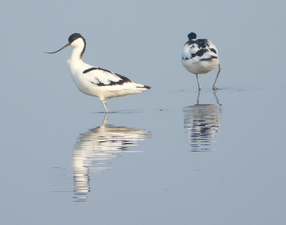 Pied Avocet - ML650621861