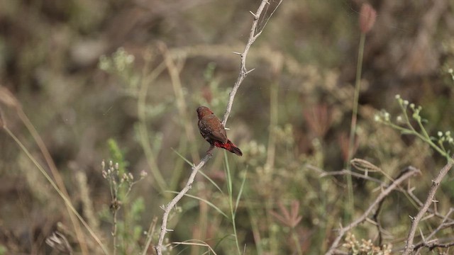 פרושית אדומה - ML650622036