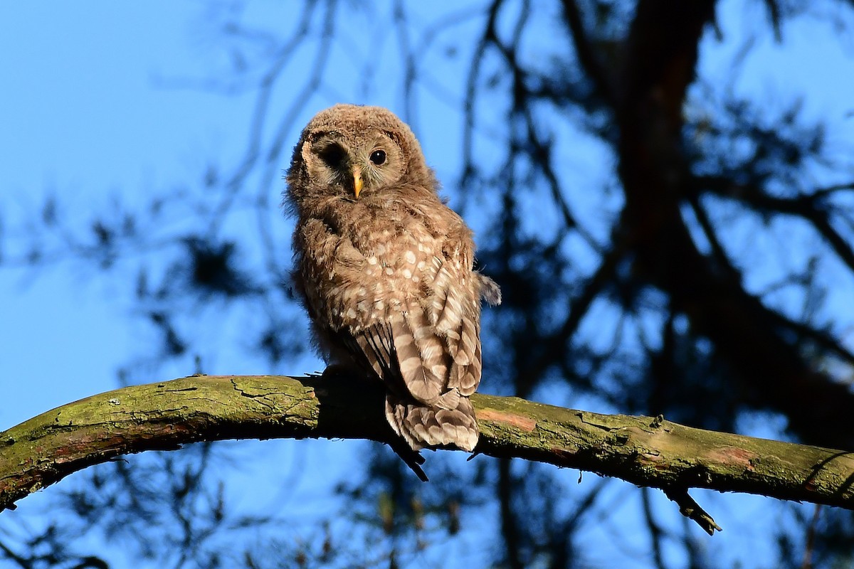 Allocco degli Urali - ML650622071