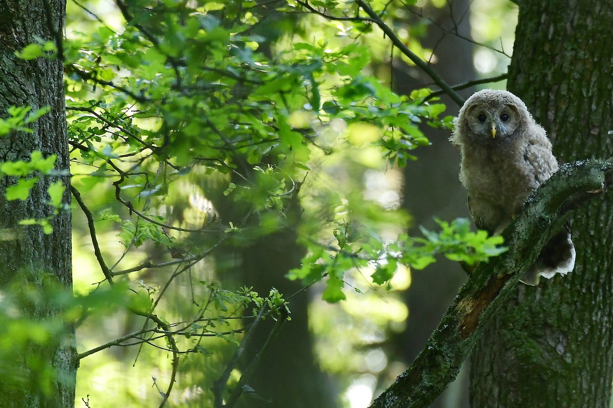 Allocco degli Urali - ML650622072