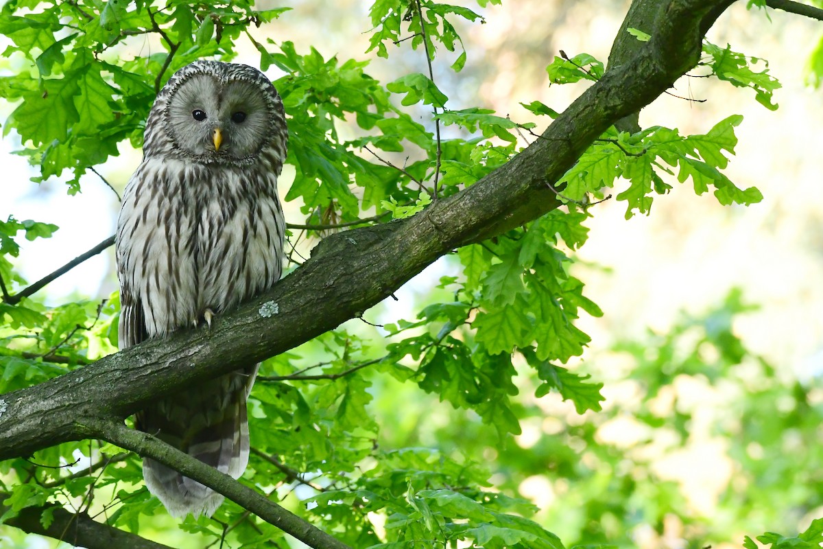 Allocco degli Urali - ML650622073