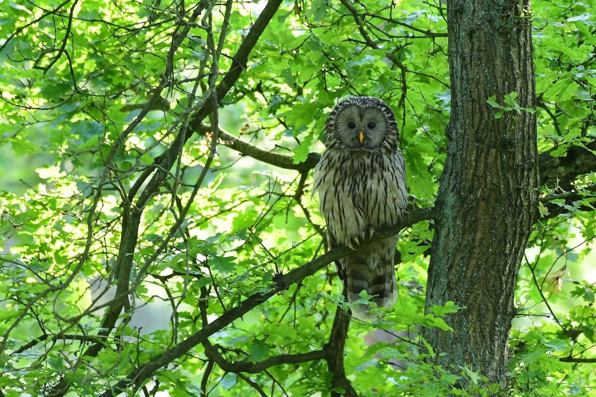 Allocco degli Urali - ML650622074