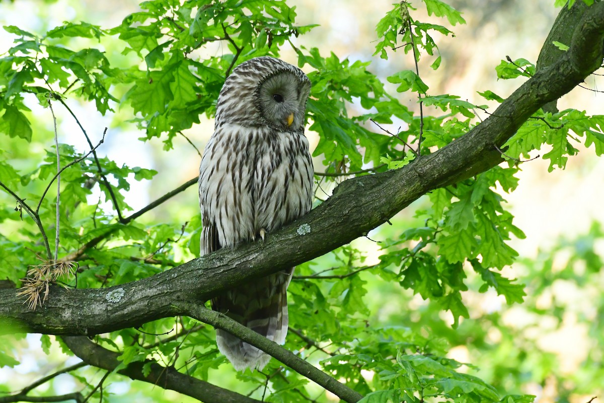 Allocco degli Urali - ML650622075