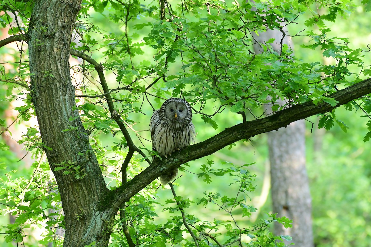 Allocco degli Urali - ML650622076