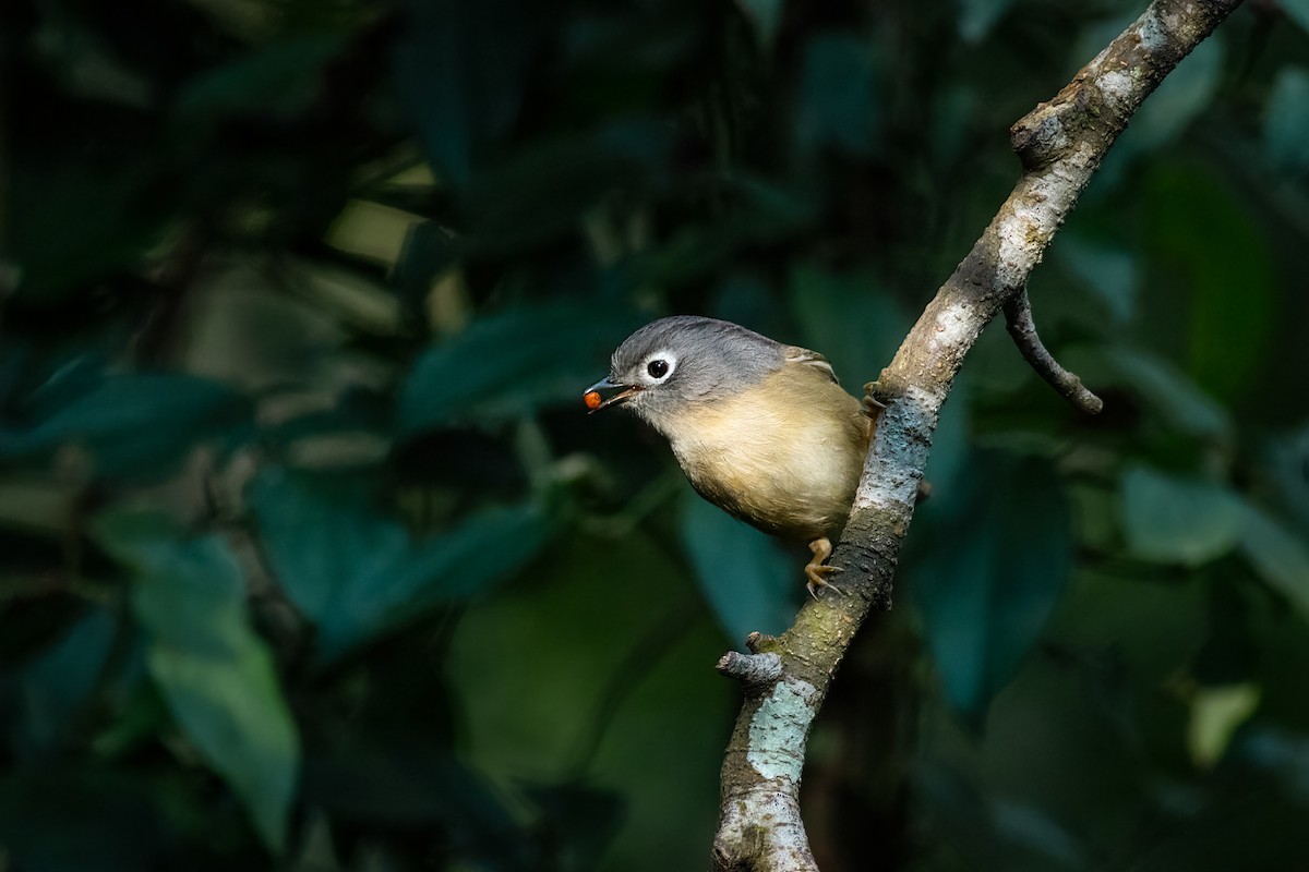 Morrison's Fulvetta - ML650622177