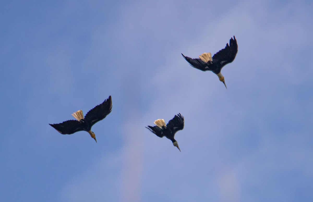 Wreathed Hornbill - ML650622195