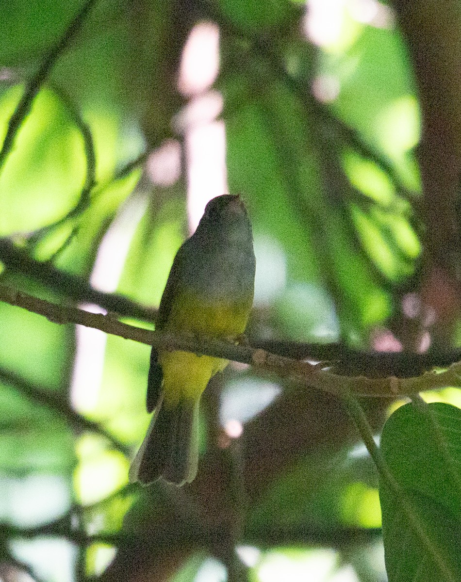 方尾鶲 - ML650622212