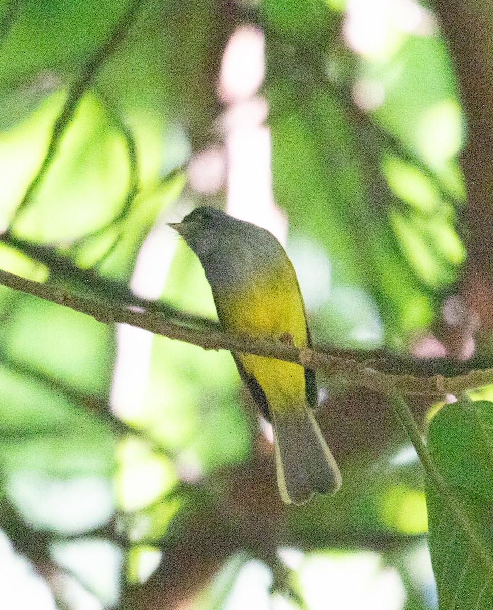 方尾鶲 - ML650622213