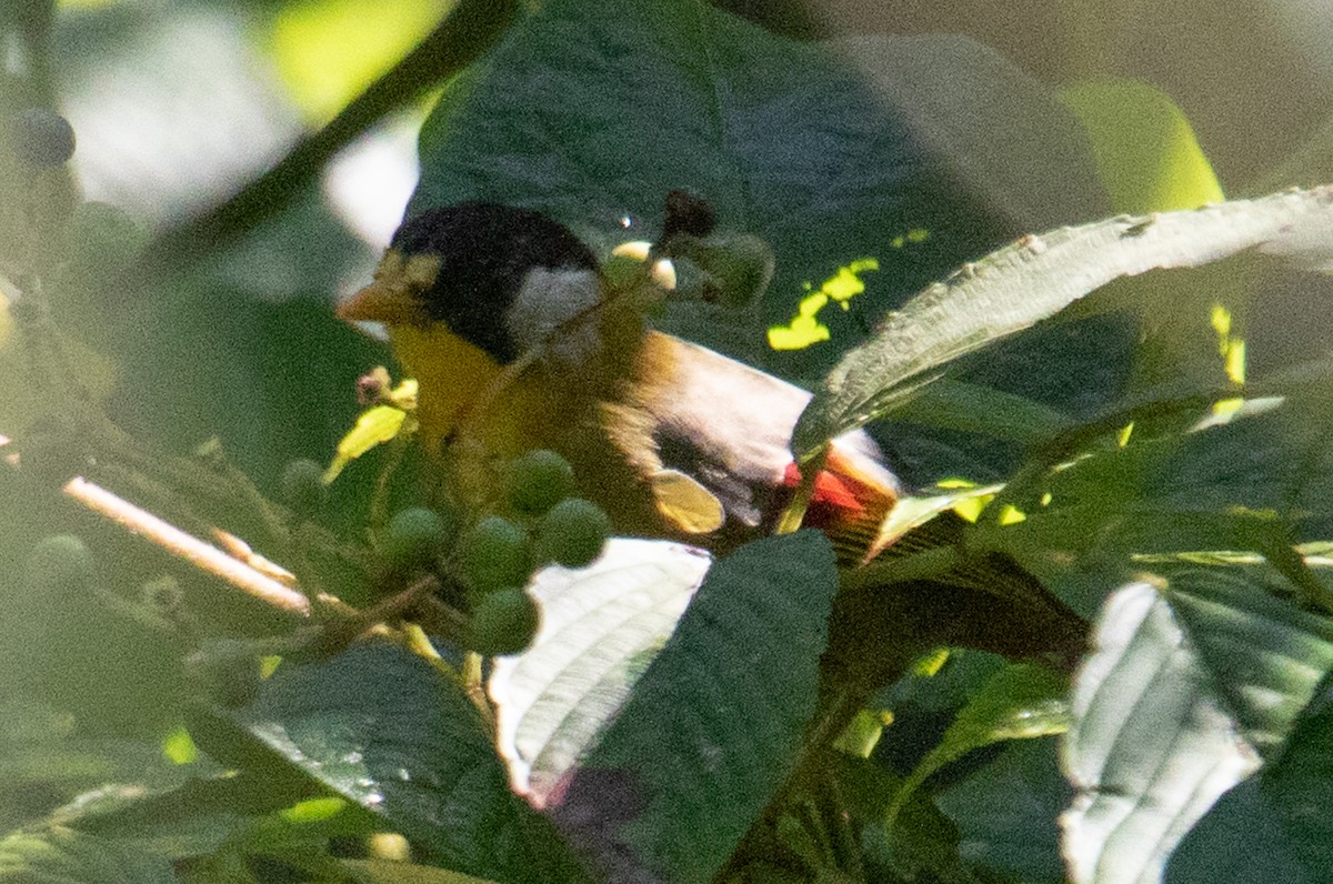 Silver-eared Mesia - ML650622215