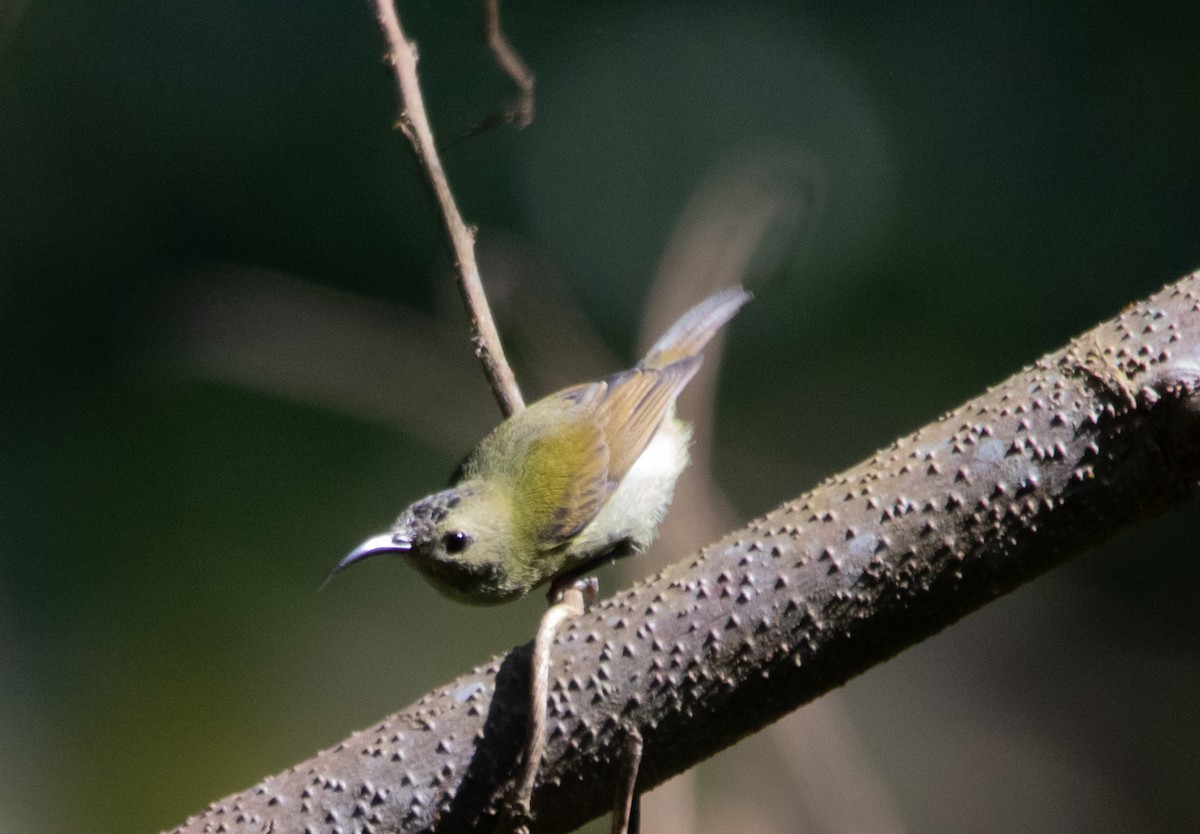 Green-tailed Sunbird - ML650622220