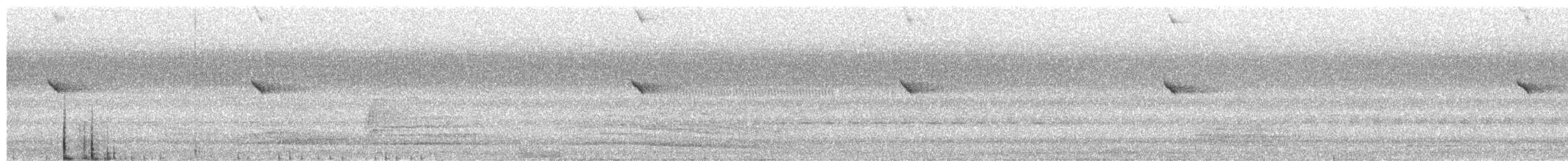 Rhipidure des Célèbes - ML650622236