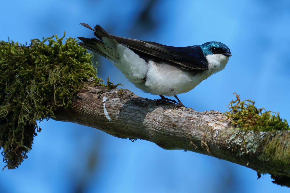 Tree Swallow - ML650622413