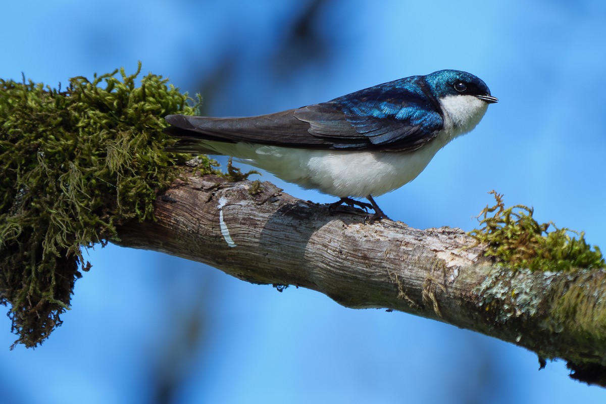 Tree Swallow - ML650622414