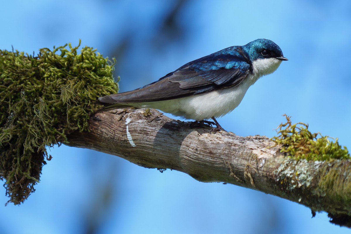 Tree Swallow - ML650622415