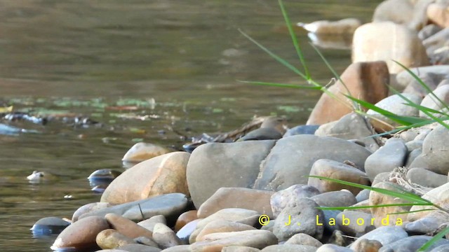 Gebirgsstelze - ML650622568