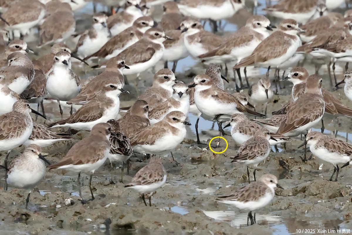 Chorlitejo Tibetano - ML650622657