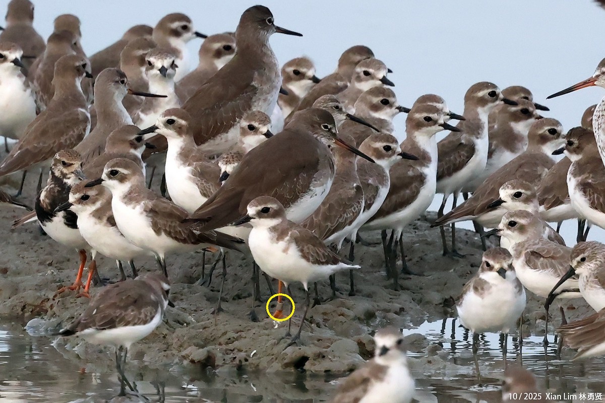 Archibebe Común - ML650622663