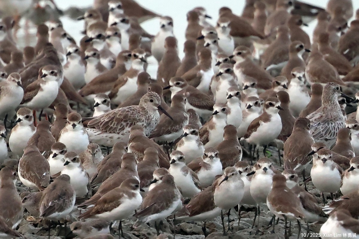 Correlimos Grande - ML650622713