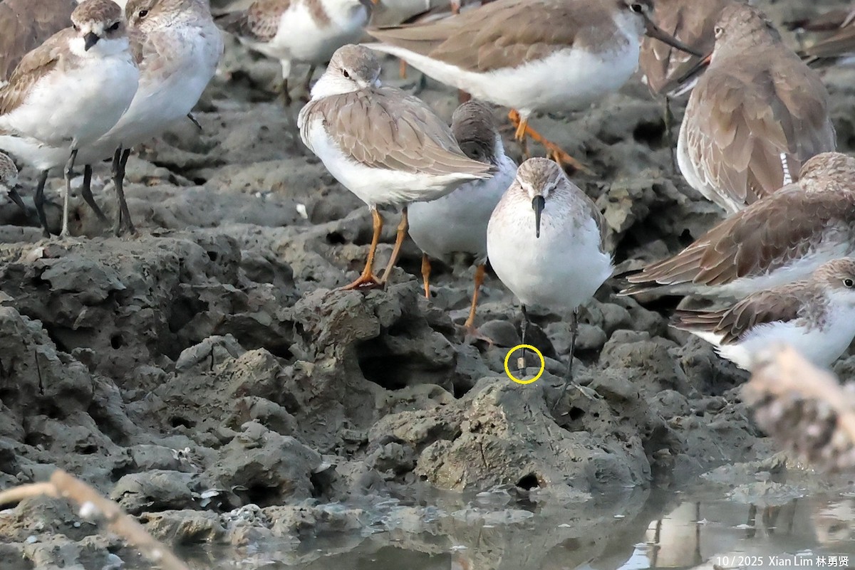 Correlimos Zarapitín - ML650622727