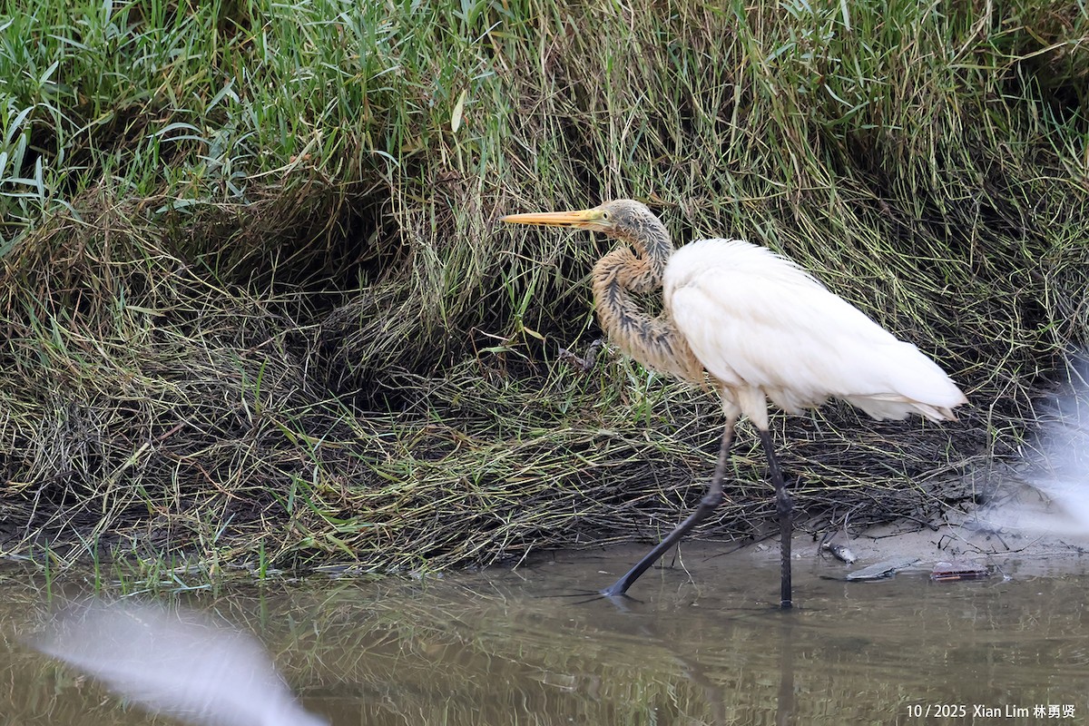 Garceta Grande - ML650622730