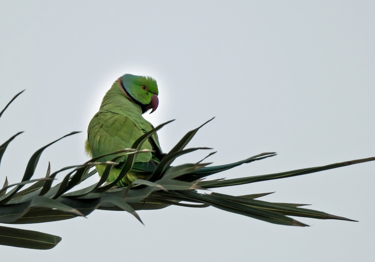 Parrocchetto dal collare - ML650622804