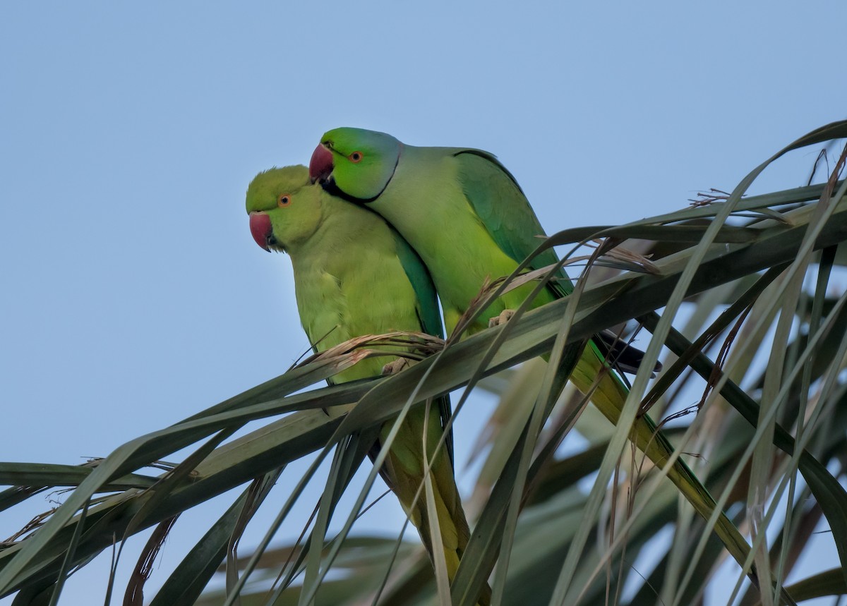 Parrocchetto dal collare - ML650622805