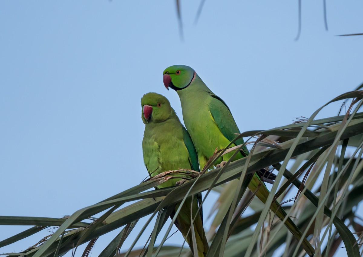 Parrocchetto dal collare - ML650622806