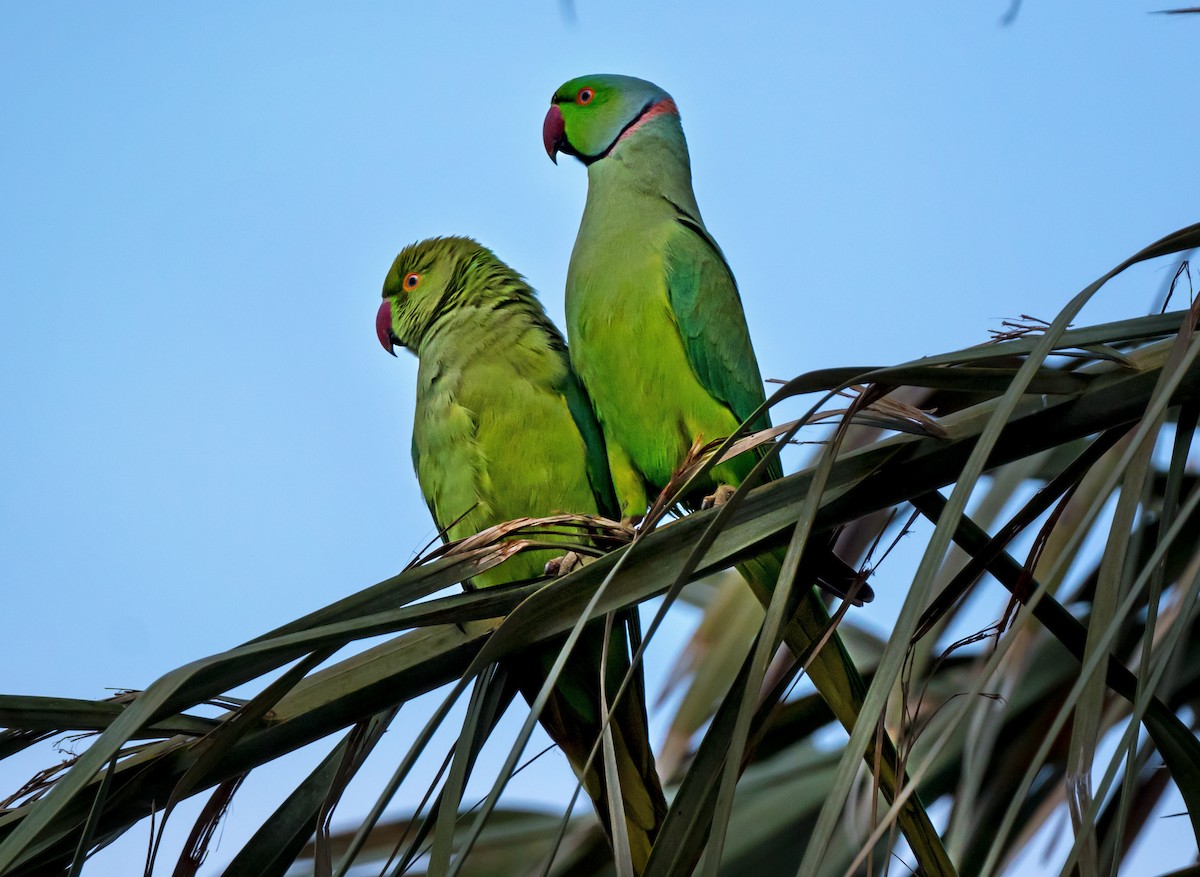 Parrocchetto dal collare - ML650622807