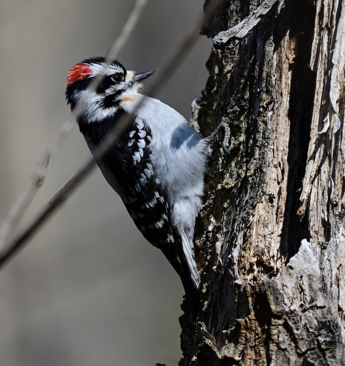 dunspett - ML650622808