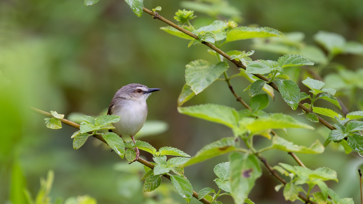 Tawny-flanked Prinia - ML650623083