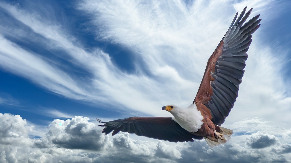 African Fish-Eagle - ML650623163